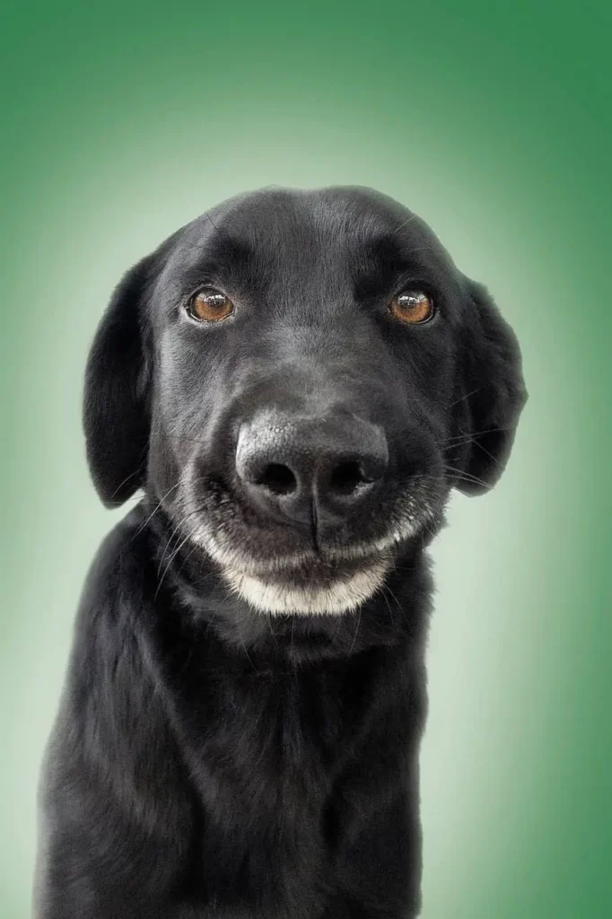 Cute smirking dog