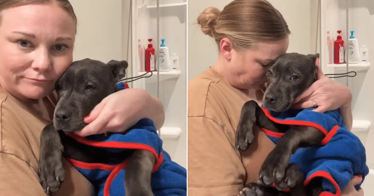 Frightened Shelter Puppy Finds Comfort in Foster Mom’s Arms